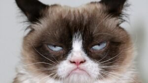 Read more about the article Grumpy Cat