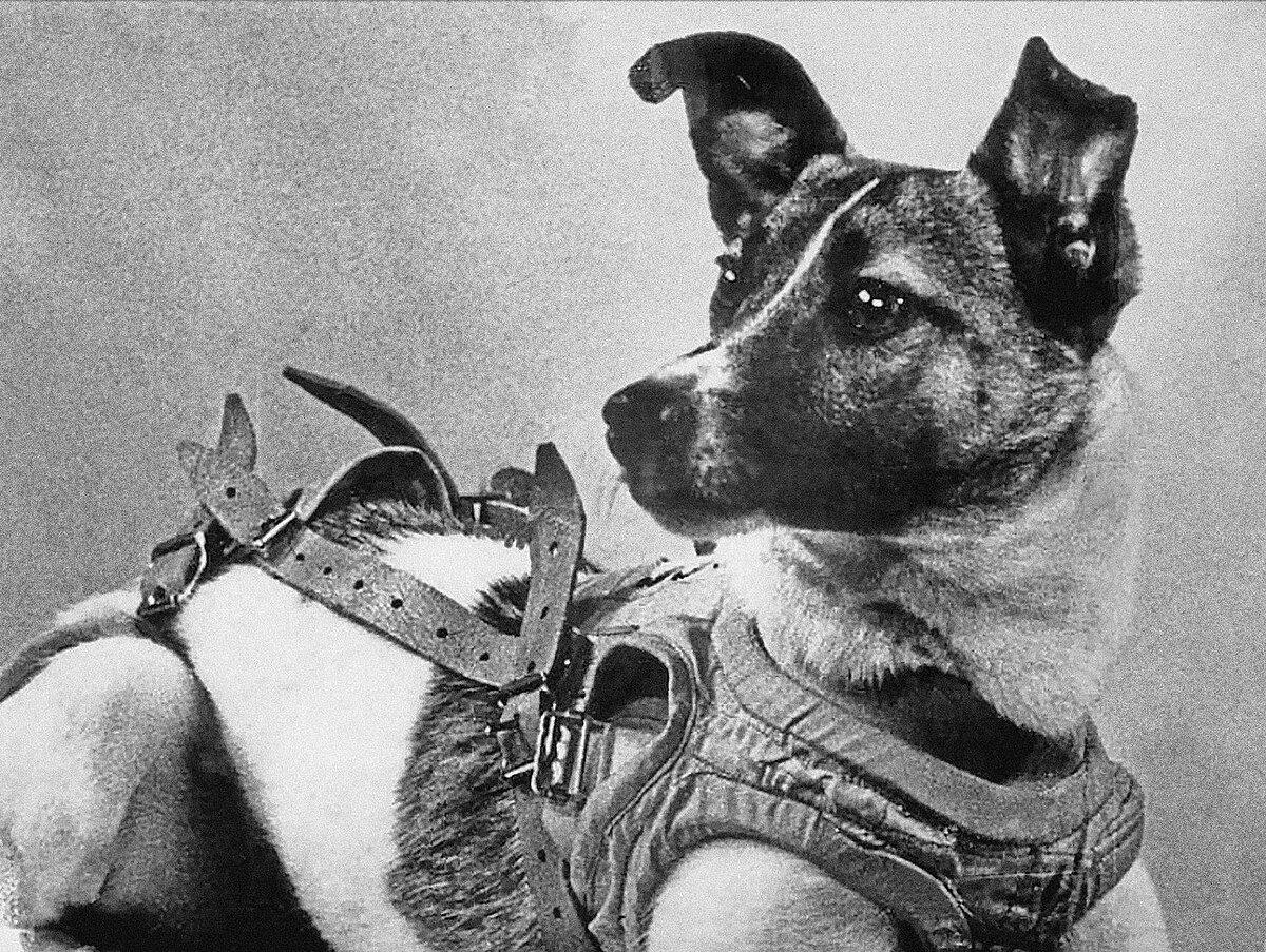 Read more about the article Laika: The First Dog in Space