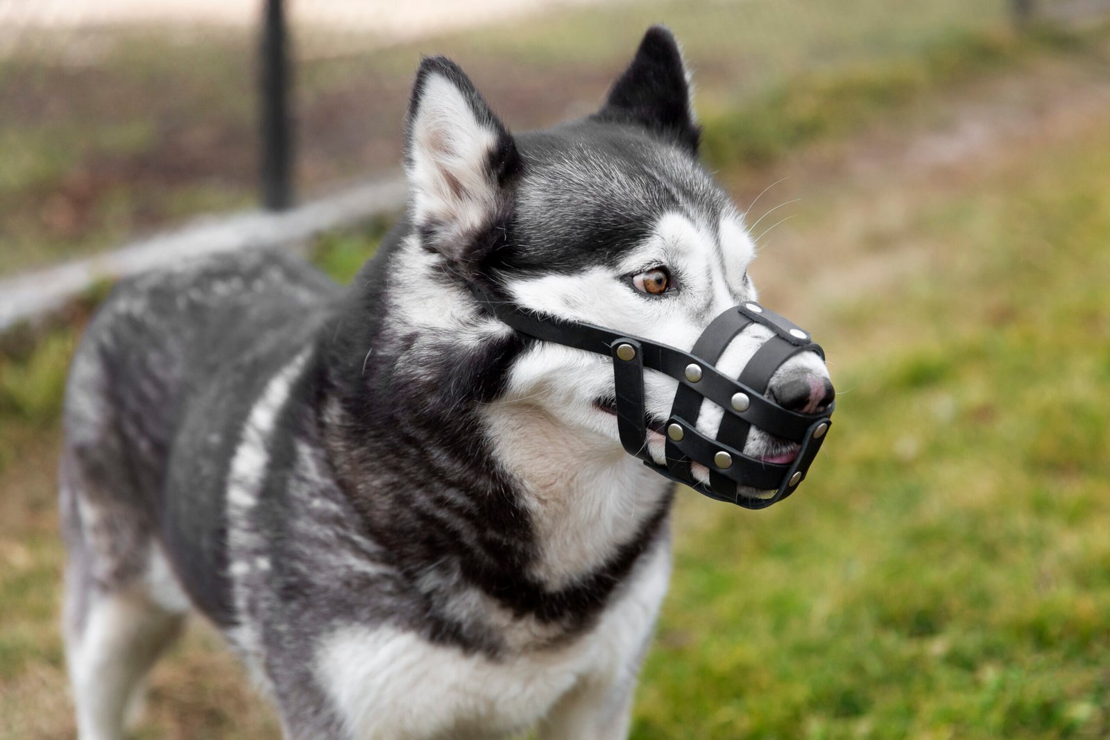 Read more about the article Aggressive dog body language