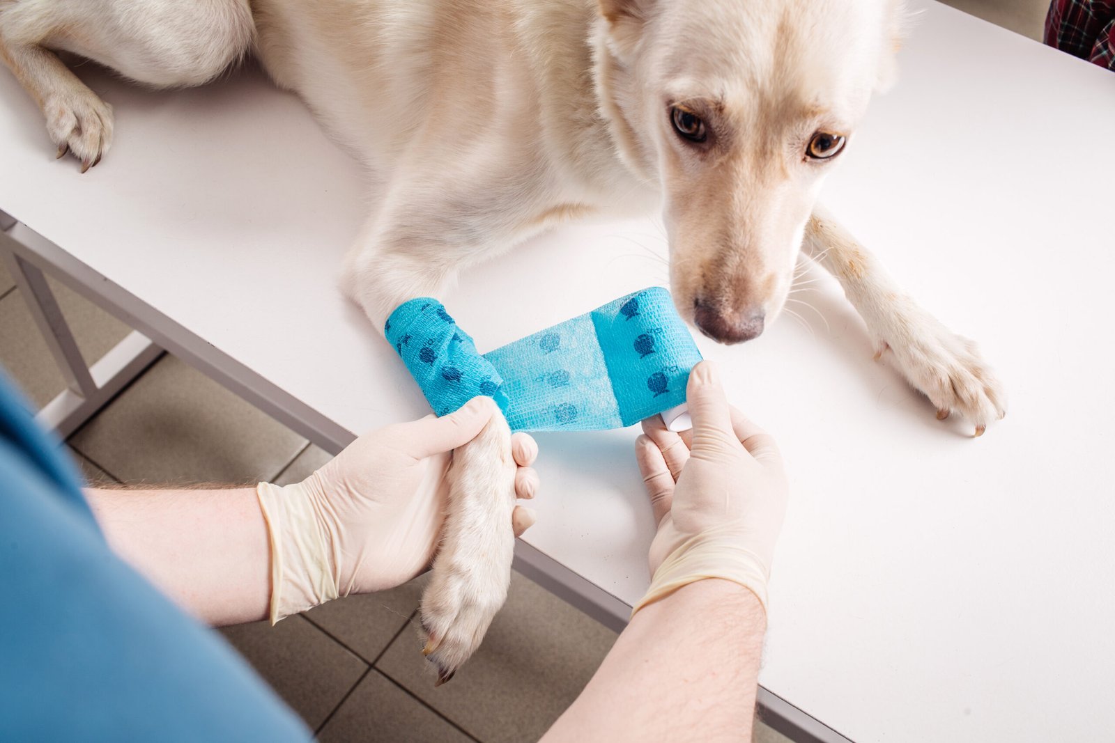 Read more about the article Pet First Aid Basics