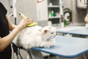 Read more about the article Pet Grooming and Hygiene
