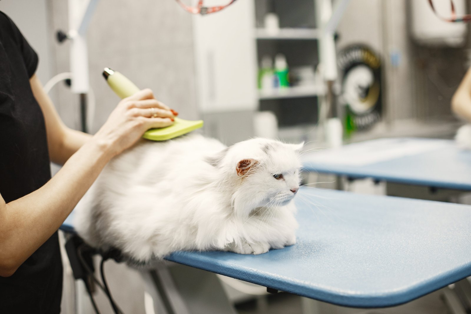 Read more about the article Pet Grooming and Hygiene